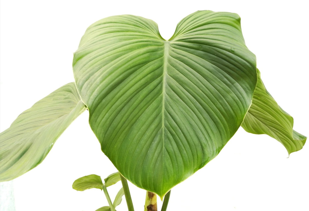 Philodendron pterotum Andes