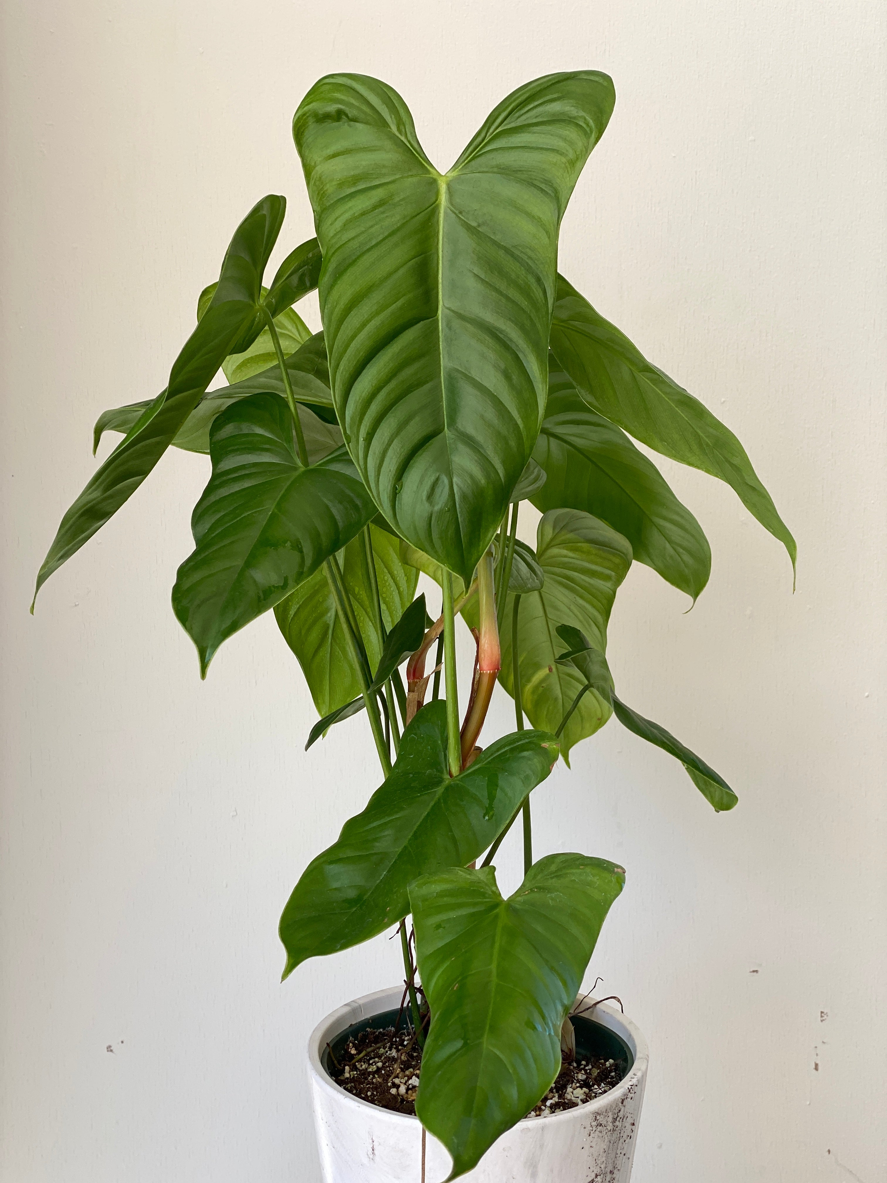 philodendron oxapapense Philodendron oxapampense aff #1 — Ecuagenera USA Corp