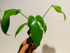 Philodendron giganteum - seedling