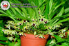 Kefersteinia pulchella