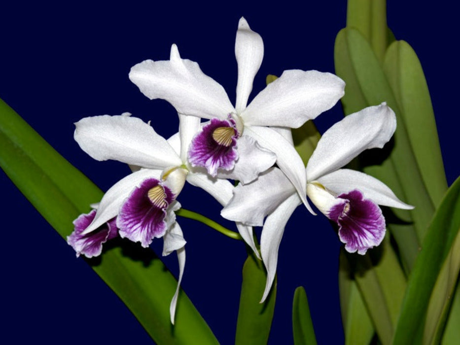 Cattleya purpurata uba tuba