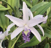 Laeliocattleya Rock Ruby
