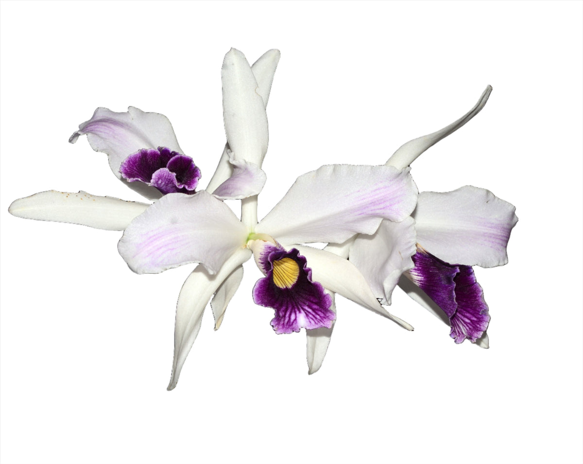 Laelia Purpurata Var Purple — Ecuagenera USA Corp