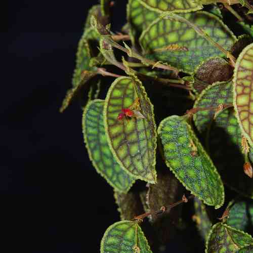 Lepanthes calodictyon — Ecuagenera USA Corp