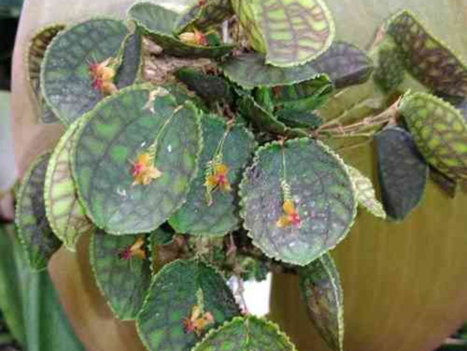 Lepanthes calodictyon x Lths. tentaculata