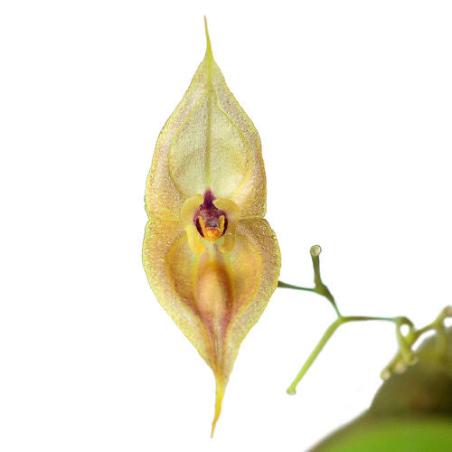 Lepanthes dalessandroi