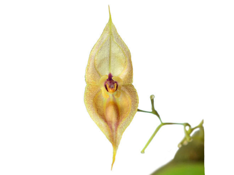 Lepanthes dalessandroi