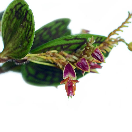 Lepanthes dictydion