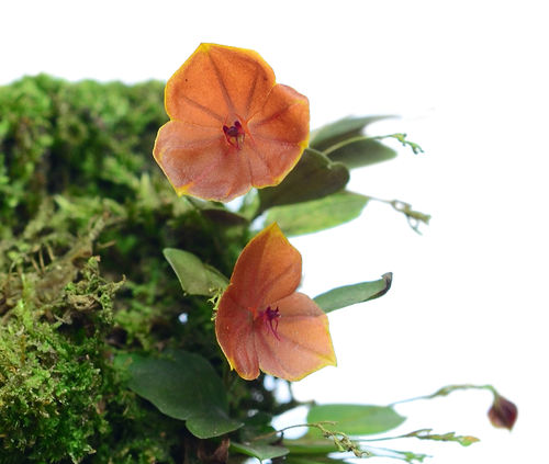 Lepanthes telipogoniflora — Ecuagenera USA Corp