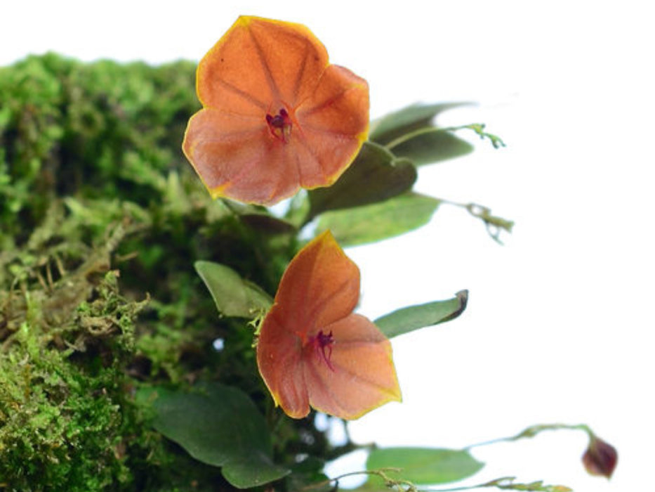 Lepanthes telipogoniflora