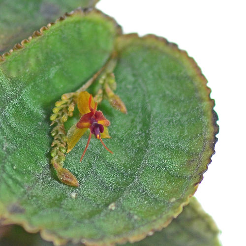 Lepanthes tentaculata — Ecuagenera USA Corp
