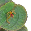 Lepanthes tentaculata