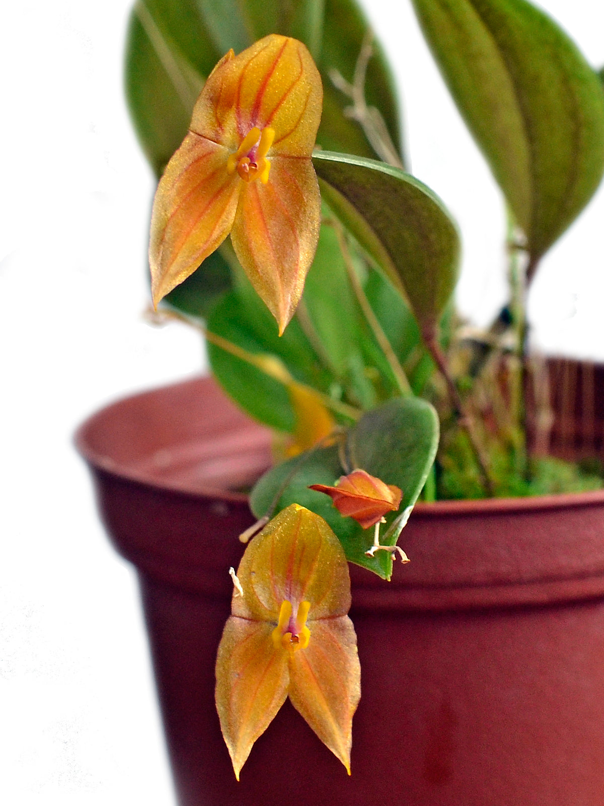 Lepanthes escobariana x Lepanthes niesseniae — Ecuagenera USA Corp