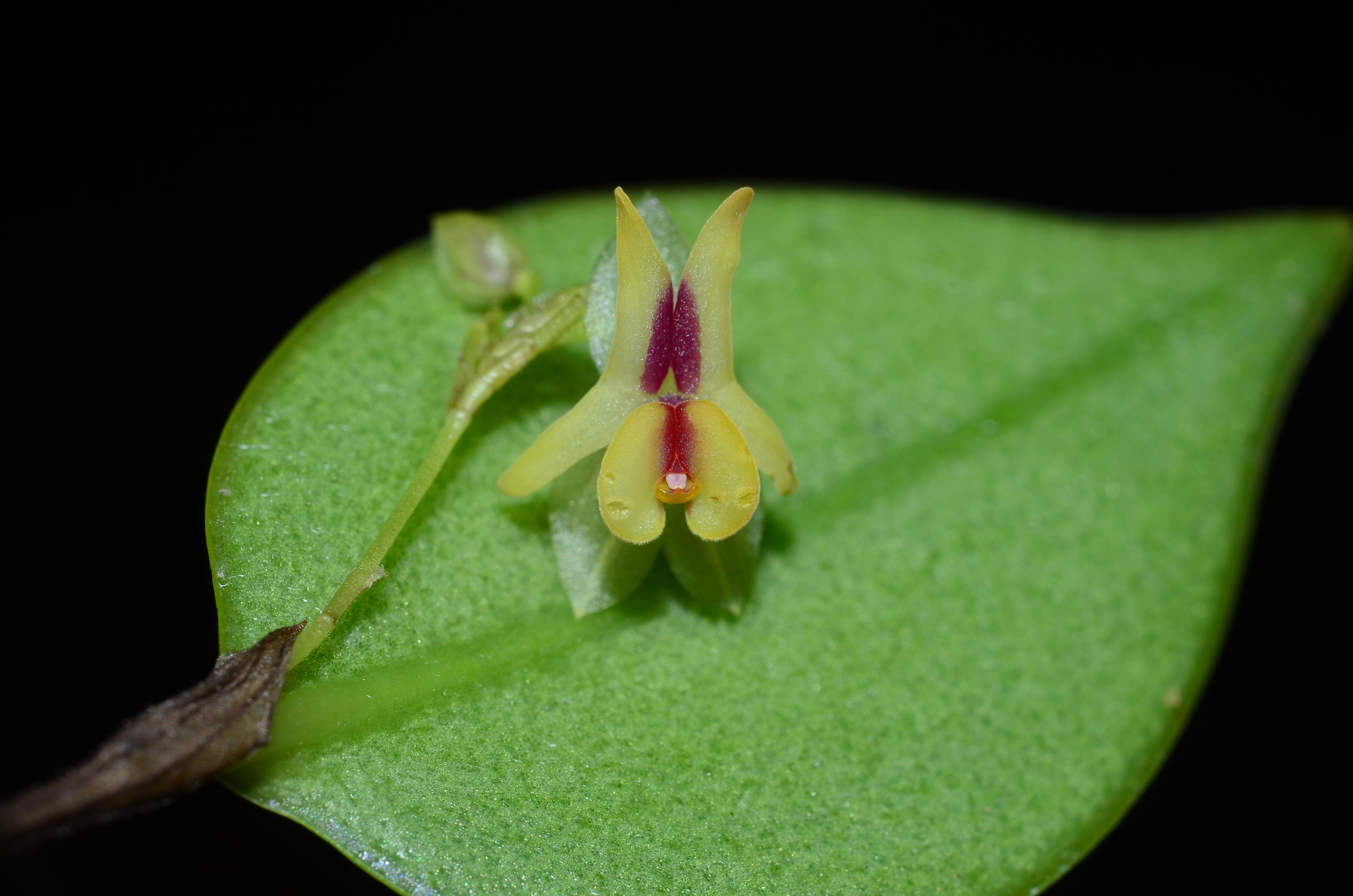 Lepanthes estrellensis — Ecuagenera USA Corp