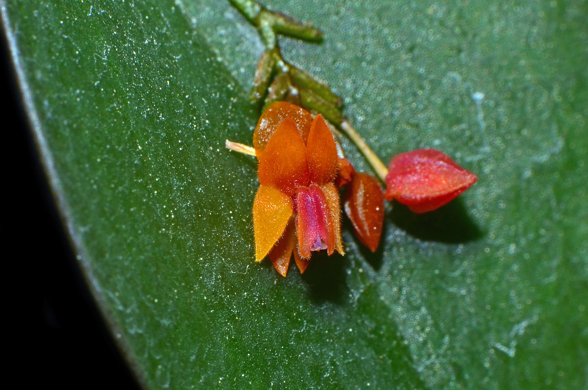 Lepanthesfimbriata._1200x795.