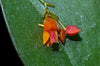 Lepanthes fimbriata