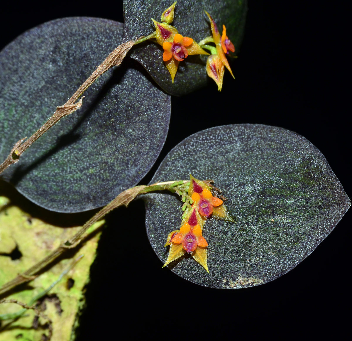 Lepanthes maxillaris — Ecuagenera USA Corp