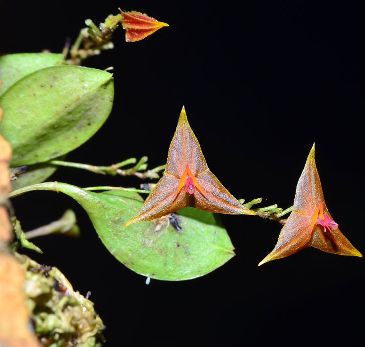 Lepanthes myiophora x Lepanthes telipogoniflora