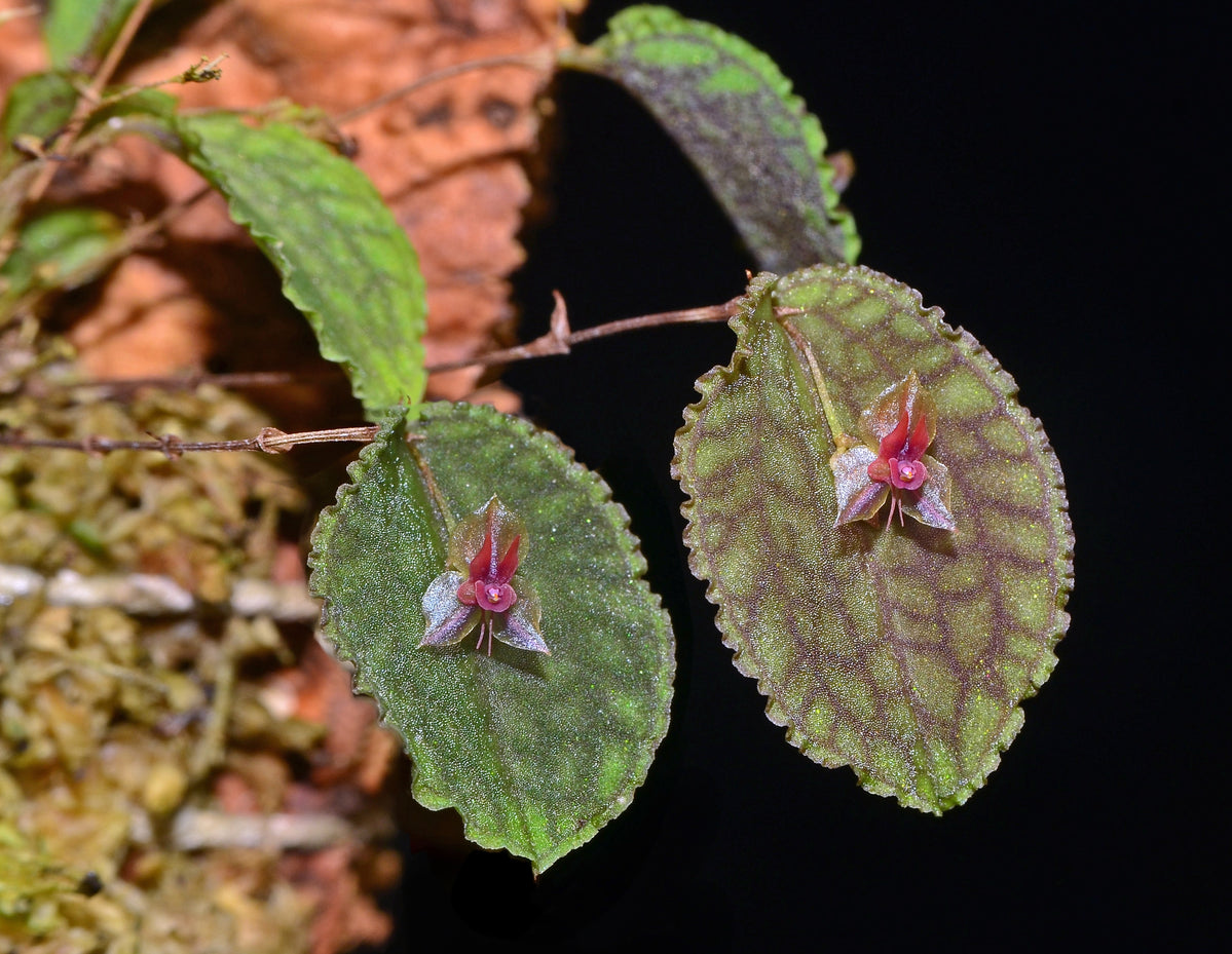 Lepanthes pretiosa・レパンテス プレティオサ・ 洋蘭・原種・観葉植物
