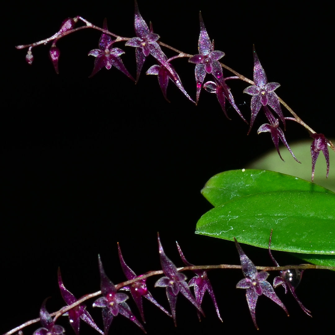 Lepanthopsis astrophora x Lepanthes biloba — Ecuagenera USA Corp