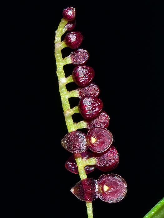 Lepanthopsis ubanguii