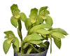 Sudamerlycaste nana