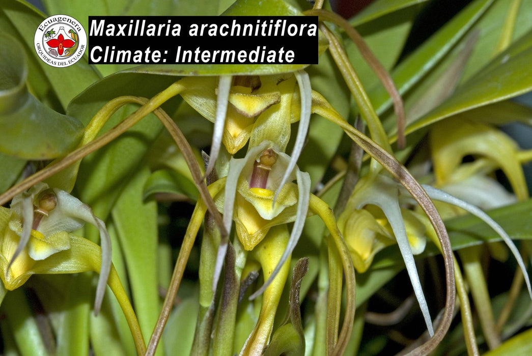 Maxillaria arachnitiflora