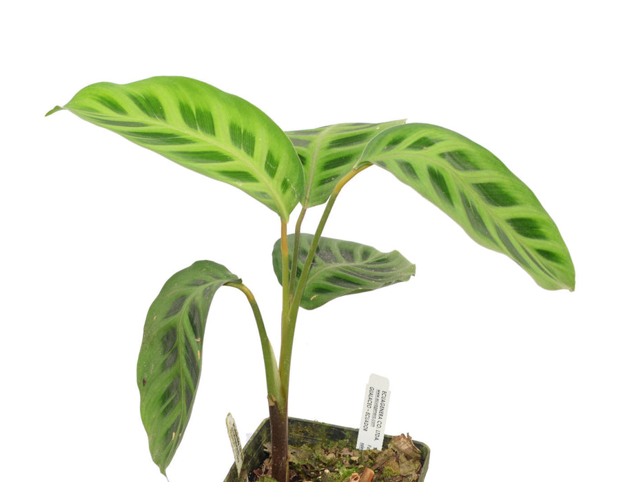 Maranta leuconeura