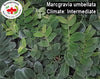 Marcgravia umbellata