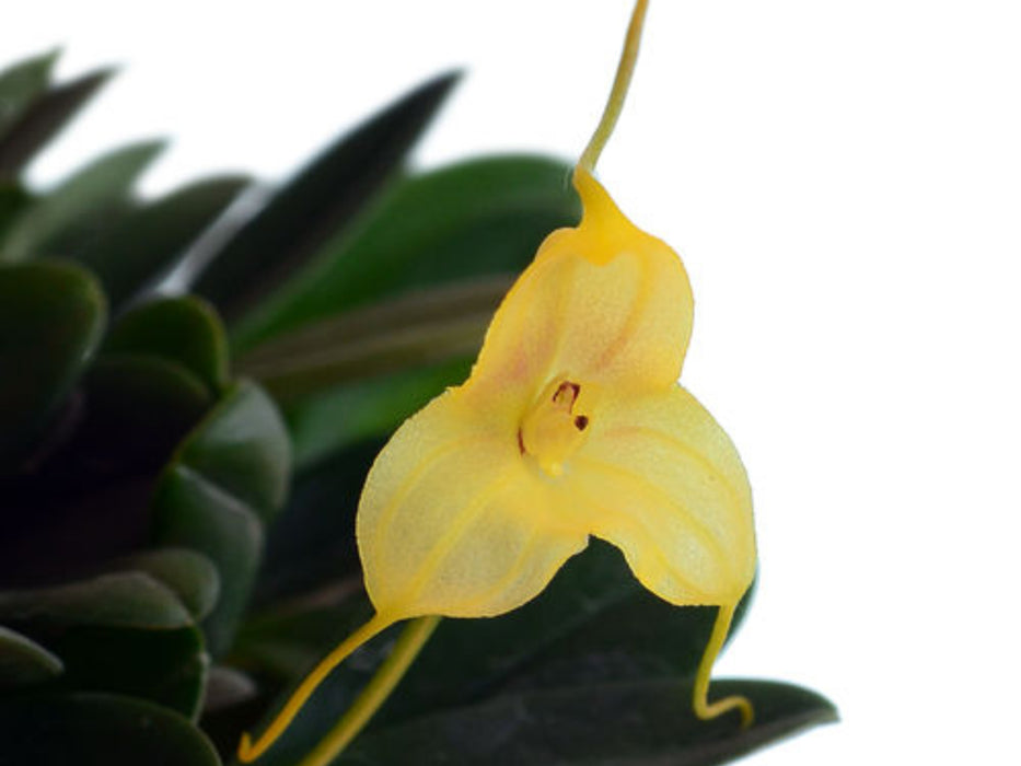 Masdevallia asterotricha