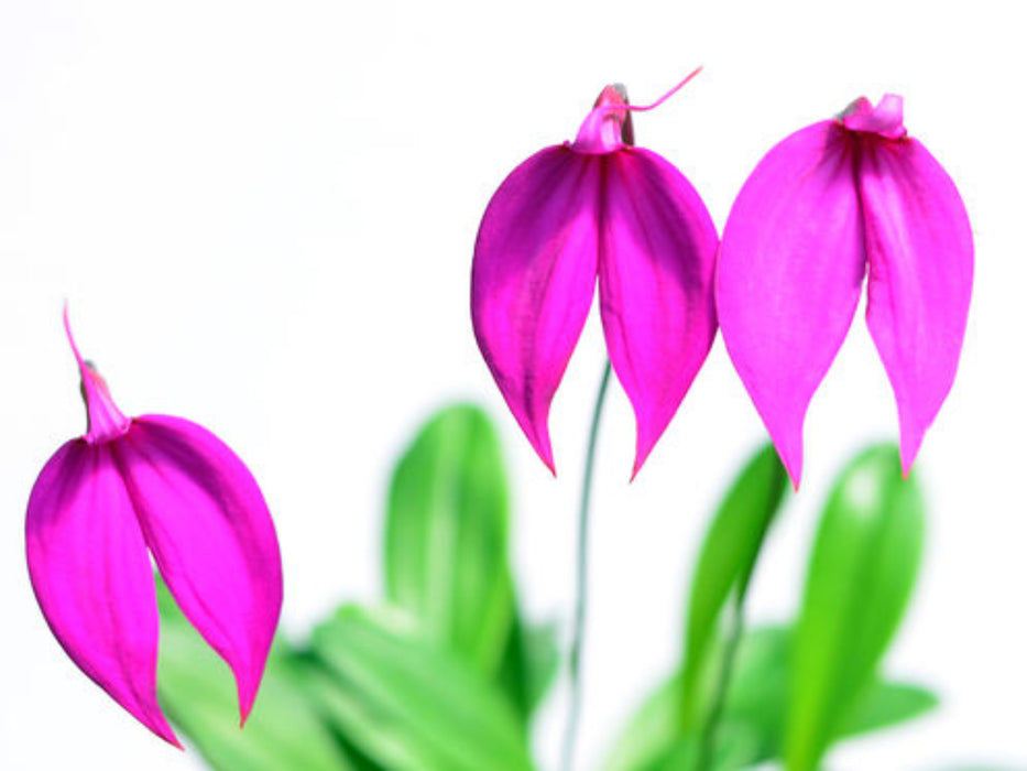 Masdevallia coccinea