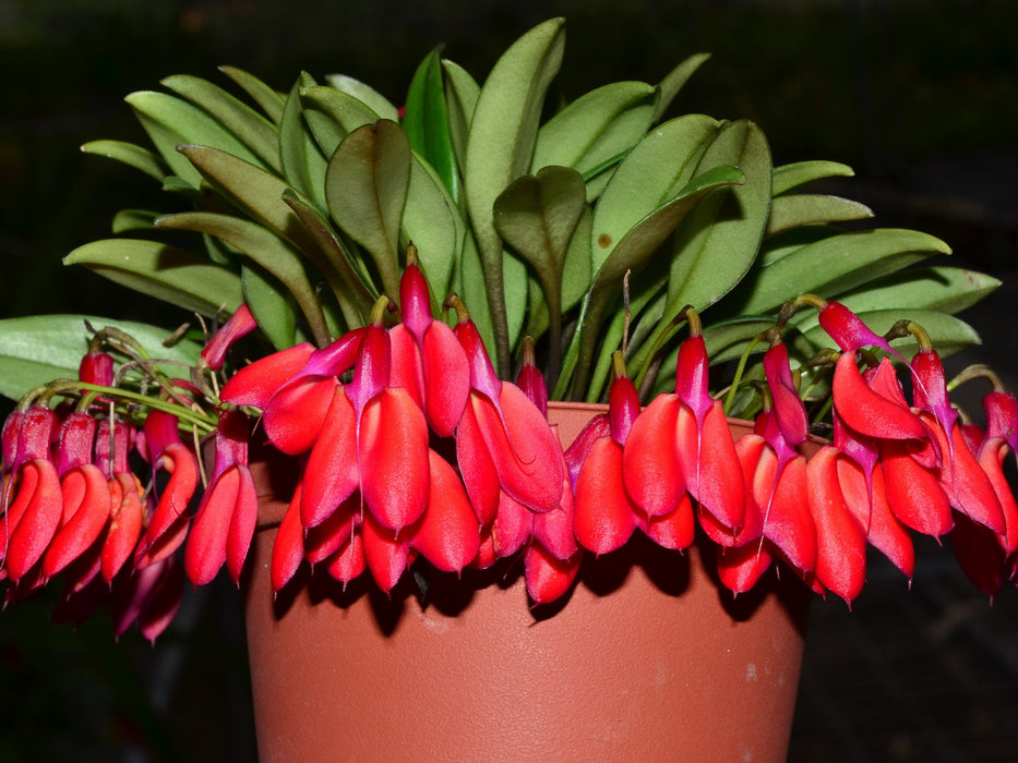 Masdevallia deformis