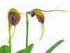 Masdevallia infracta