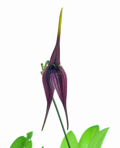 Masdevallia panguiensis