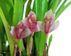 Maxillaria brachybulbon