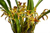Maxillaria callichroma