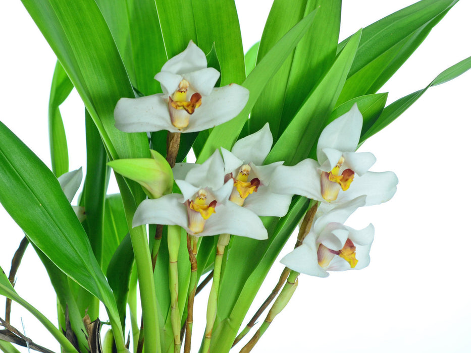 Maxillaria grandiflora