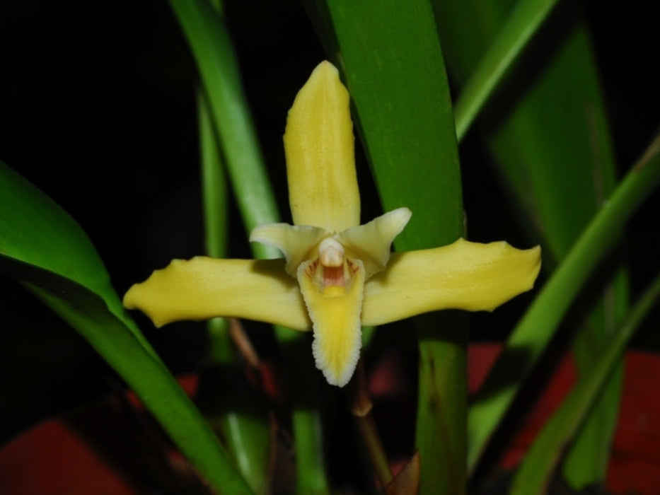 Maxillaria parkeri