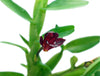 Maxillaria swartziana