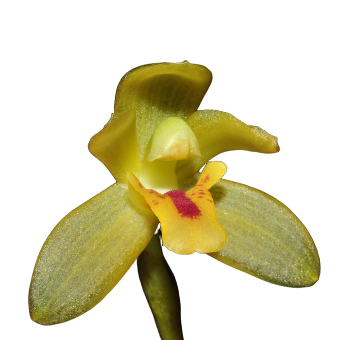 Maxillaria chacoensis