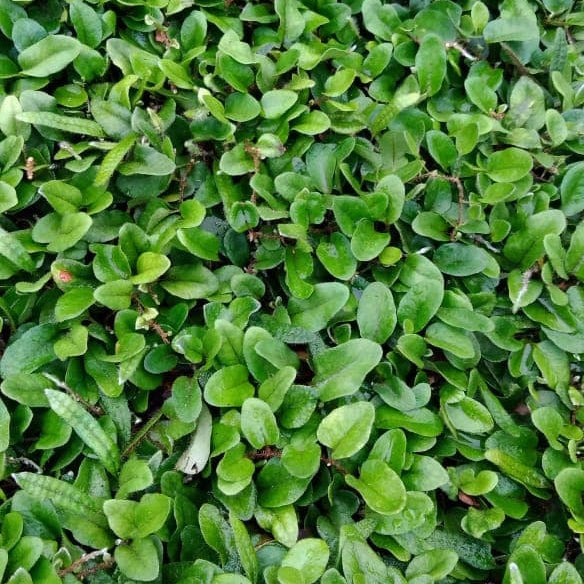 Microgramma reptans #1