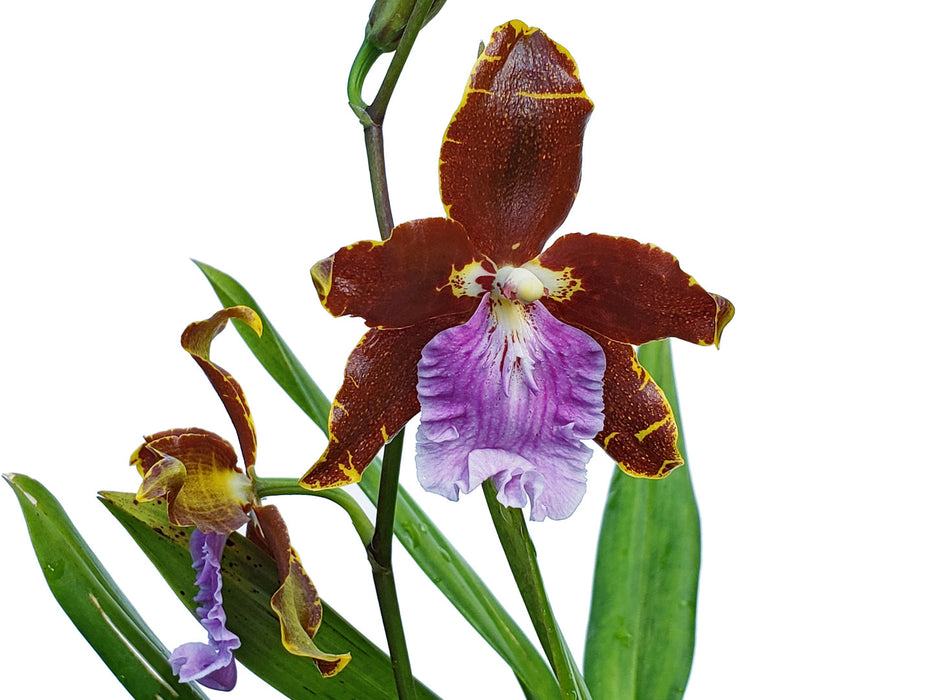 Miltonidium Uzhupud Garden