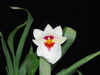 Miltoniopsis Diners