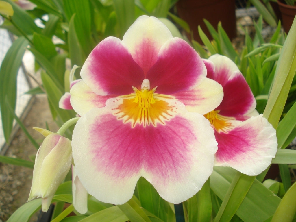 Miltoniopsis_Lime_Light_imogen
