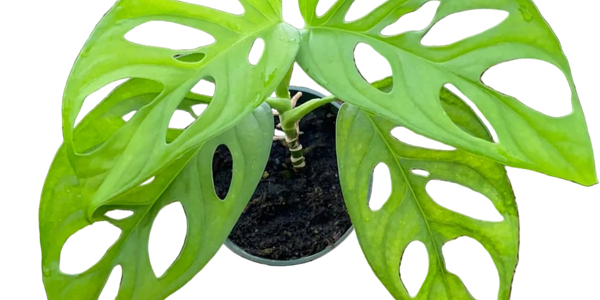 Monstera adansonii sub klotschiana — Ecuagenera USA Corp