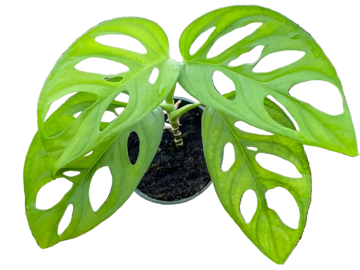 plant kratom Kratom Seedling For Sale — Jolly Green Nursery