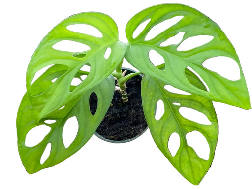 monstera wciornastek Monstera adansonii sub klotschiana