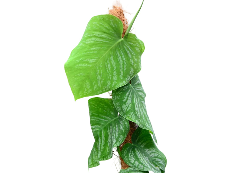 Monstera dubia (Big)