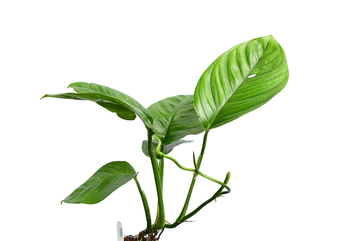 Monstera lechleriana (seedling) — Ecuagenera USA Corp