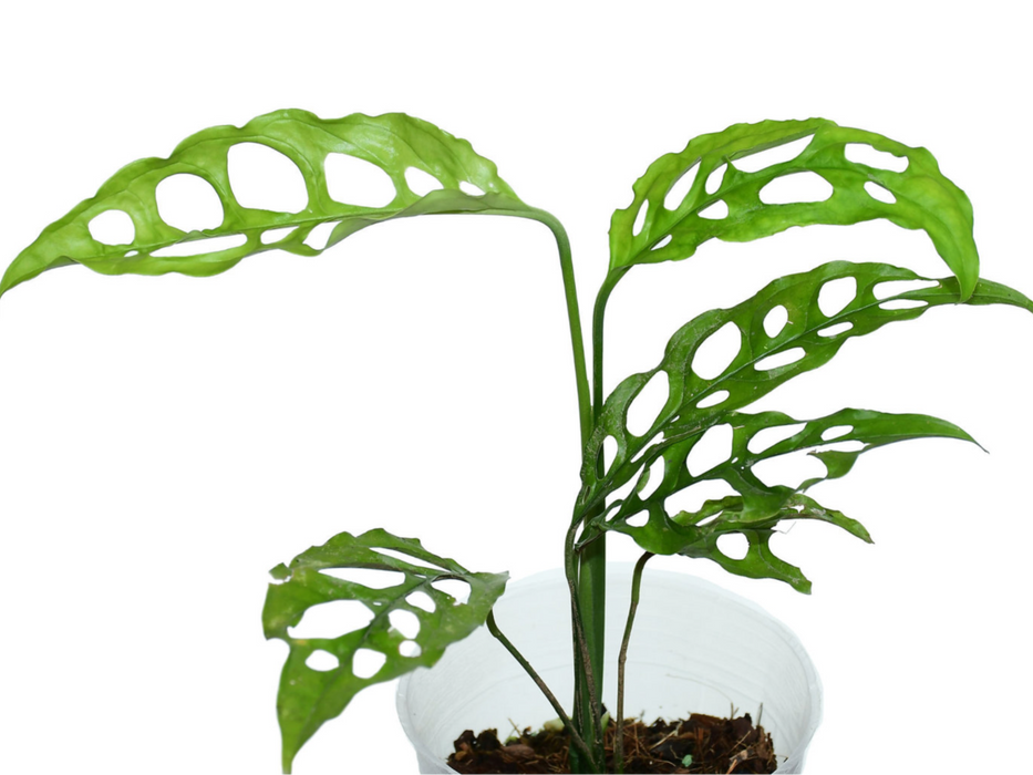 buy monstera obliqua Monstera obliqua Peru